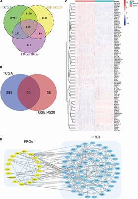 Development and Validation of a Combined Ferroptosis and Immune Prognostic Classifier for Hepatocellular Carcinoma